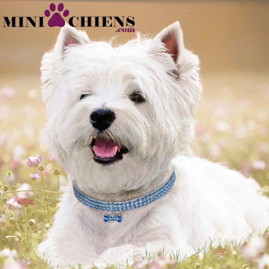 Collier Luxe serti de Strass pour Mini-Chiens