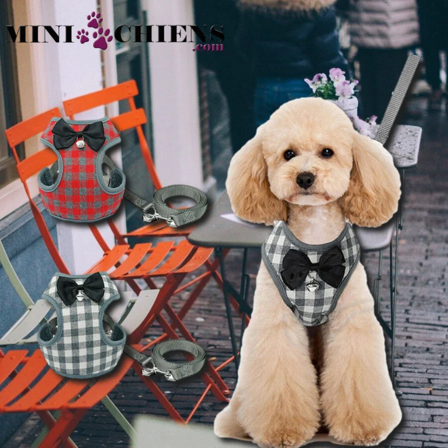 Harnais Échiquier avec Laisse pour Mini-Chiens