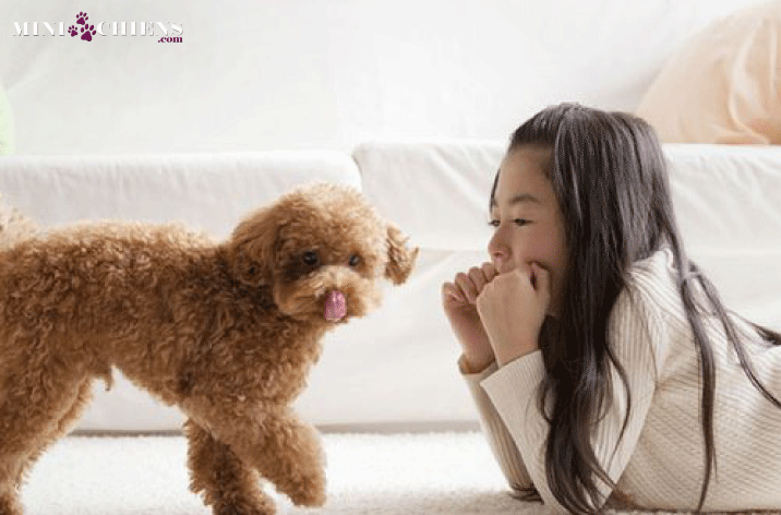 petit chiot caniche toy joue avec enfant joyeux
