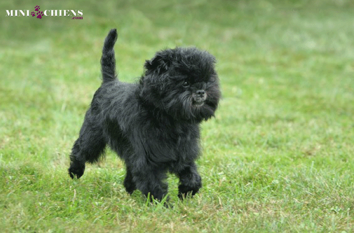 chiot affenpinscher au caractère joyeux et sportif
