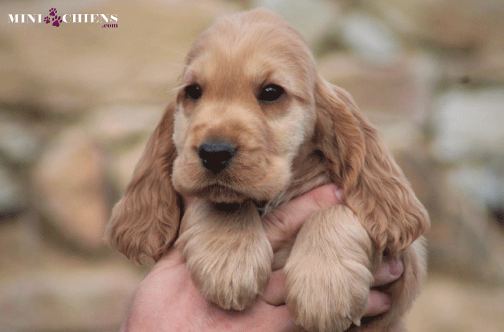 cocker anglais golden chiot sociable