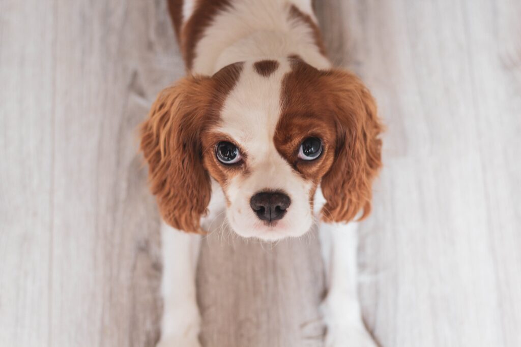 cavalier-king-charles-spaniel-chiot