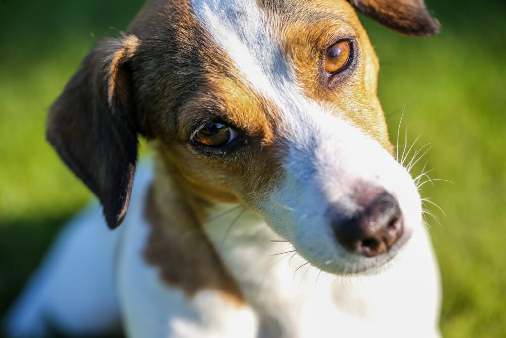 jack-russel-chiot