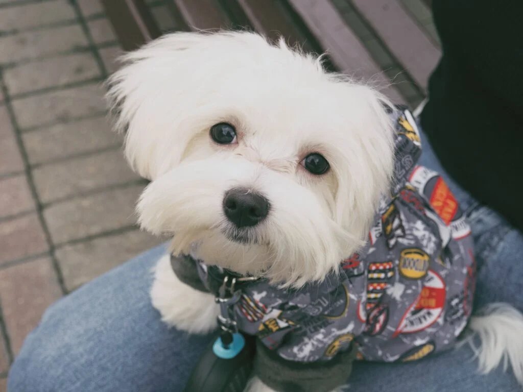 Le Bichon Maltais Nain un petit chien adorable