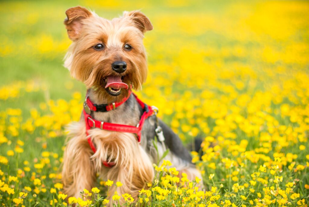 yorkshire-terrier-chiot