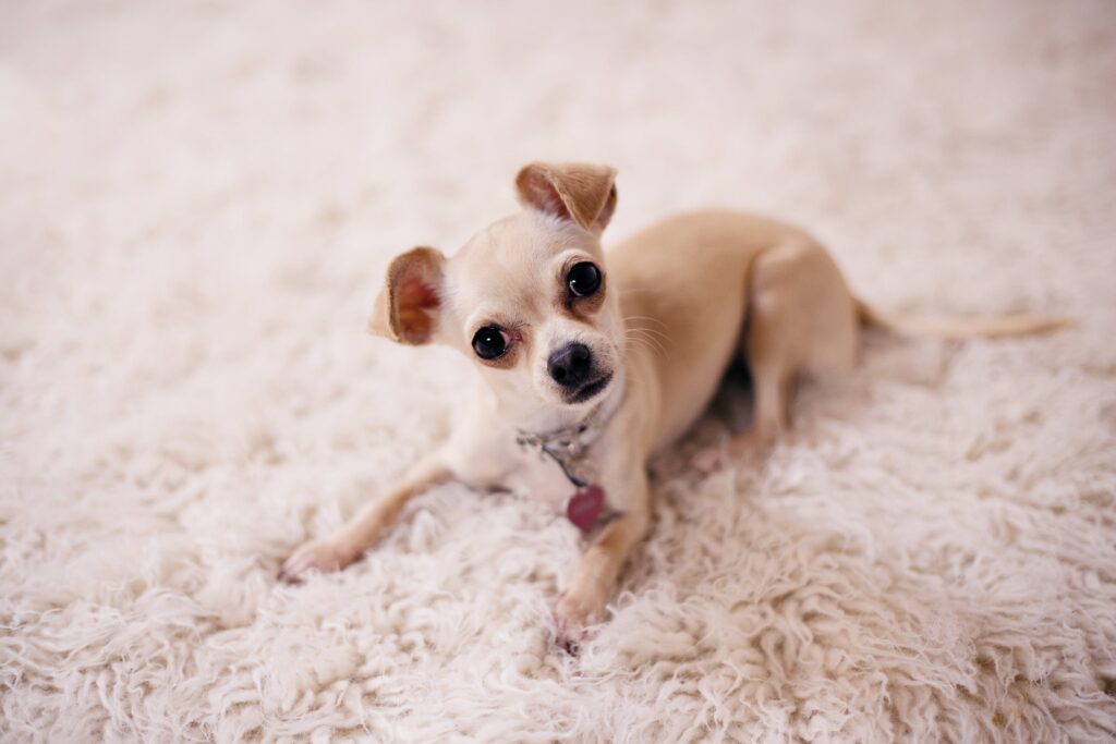 chihuahua-chiot