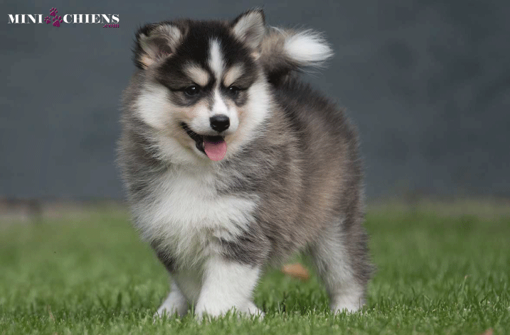 chiot pomsky blanc et noir en surpoids à cause de l'alimentation