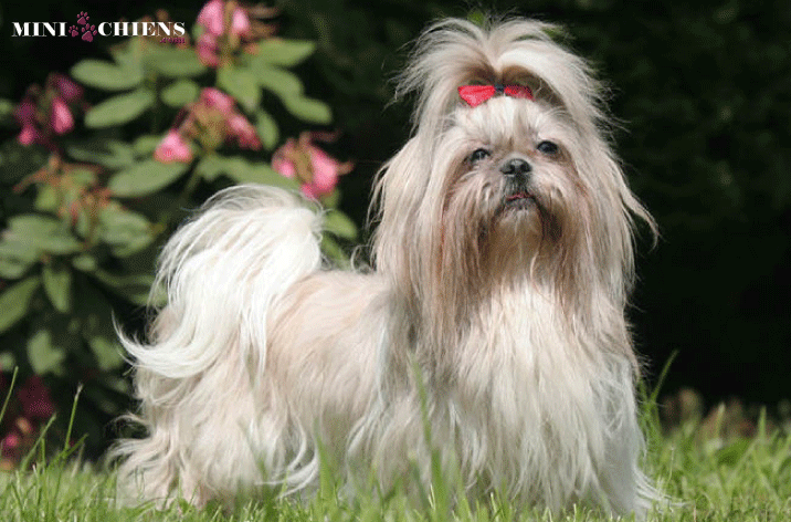 shih tzu a poil long joyeux dans l'herbe