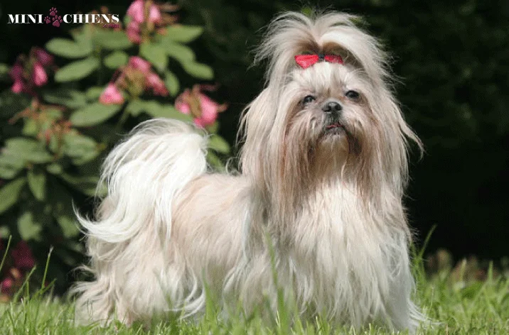 Le Shih Tzu un chien miniature qui a du caract re Prix toilettage