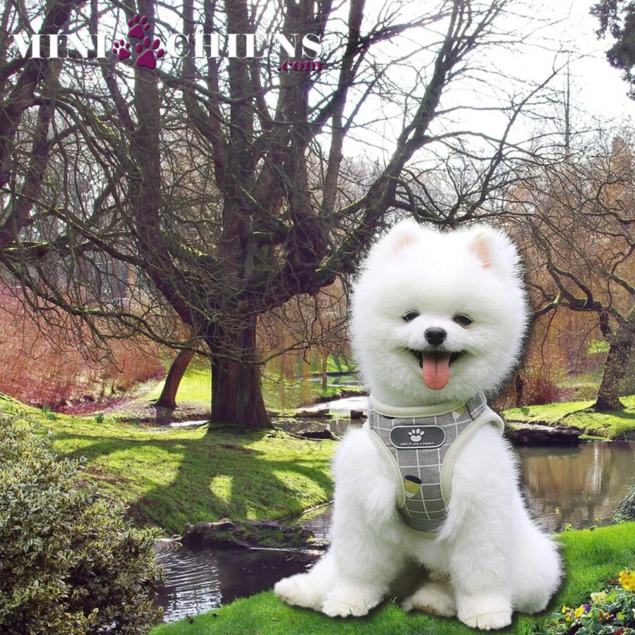 Harnais avec Laisse "Pastel "pour Mini-Chiens