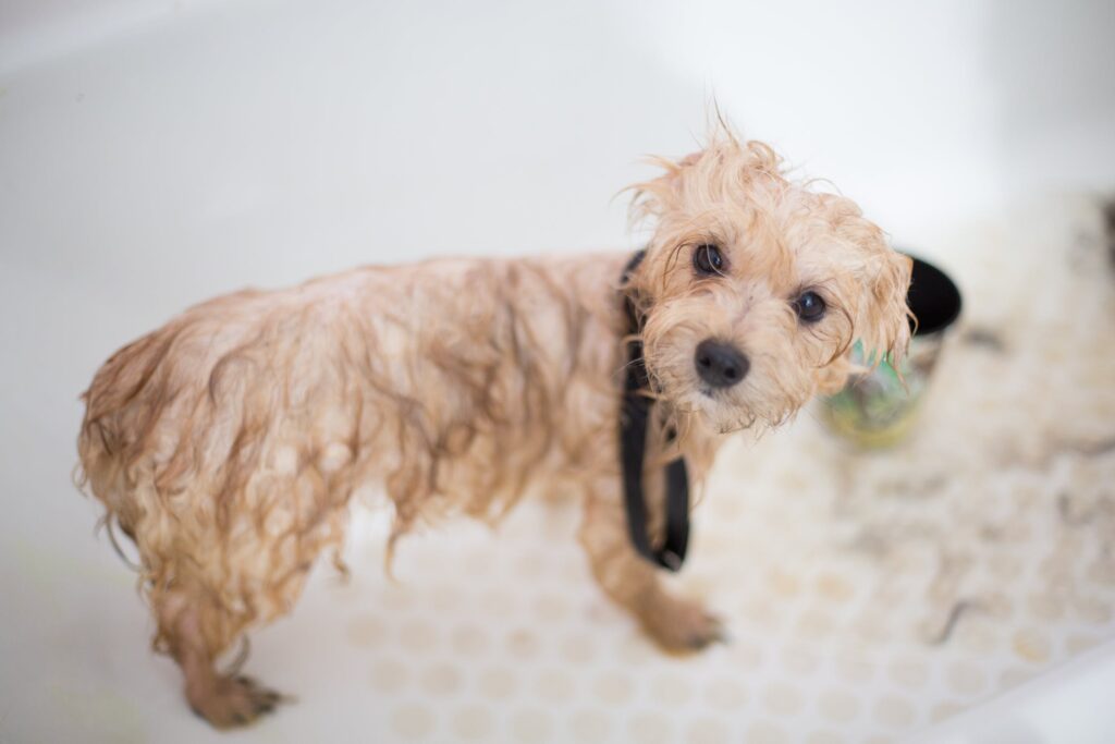peignoir pour mini-chien